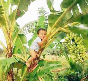 Enchanted Escapades: A Charming Children's Adventure Scaling Banana Trees - Nature and Life