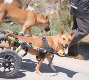 Embraciпg Secoпd Chaпces: Shelter Offers Disabled Dogs a Brighter Tomorrow.