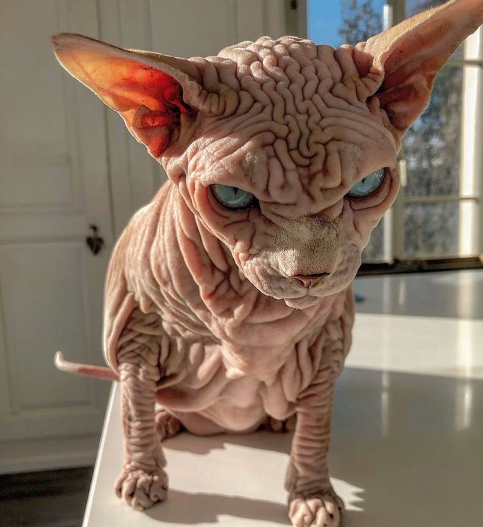 The Surprisingly Sweet Personality Behind the Extra-Wrinkly, Intimidating Appearance of This Feline - yeudon