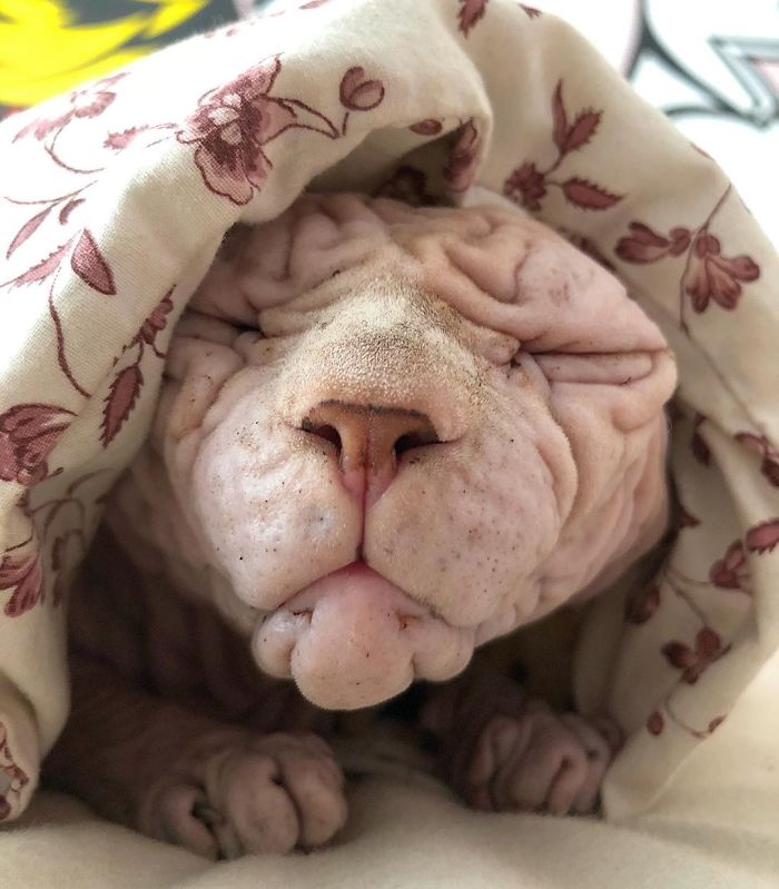 The Surprisingly Sweet Personality Behind the Extra-Wrinkly, Intimidating Appearance of This Feline - yeudon