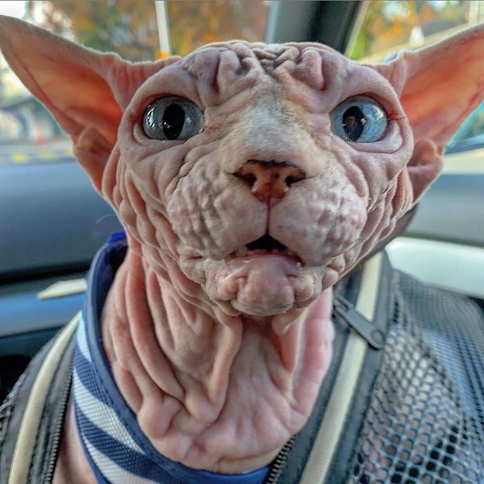 The Surprisingly Sweet Personality Behind the Extra-Wrinkly, Intimidating Appearance of This Feline - yeudon