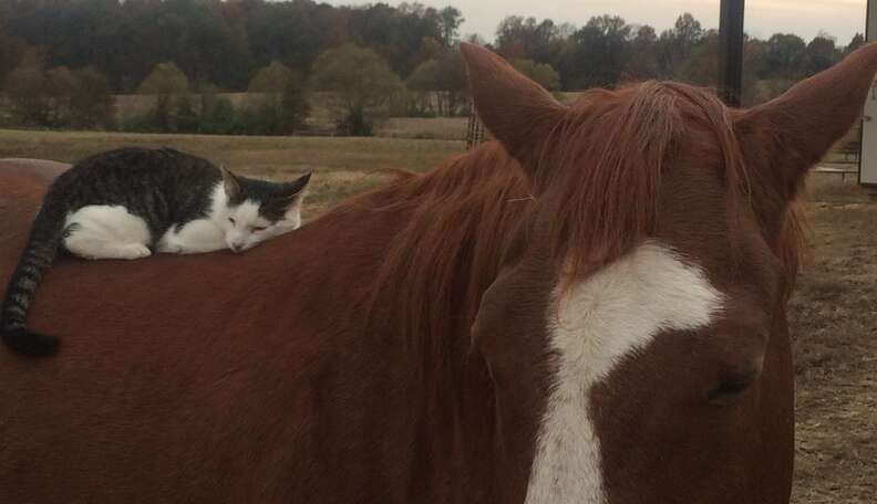 Cat Has Loved His Horse Ever Since He Was A Kitten - The Dodo