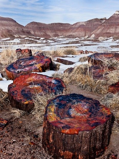 225-million-year-old petrified opal tree trunk located in Arizona