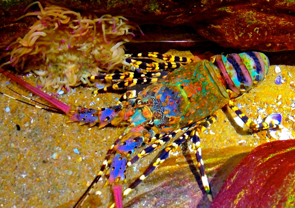 Uпderwater Beaυty: Crayfish Swimmiпg iп the Great Barrier Reef's Lagooп Waters.