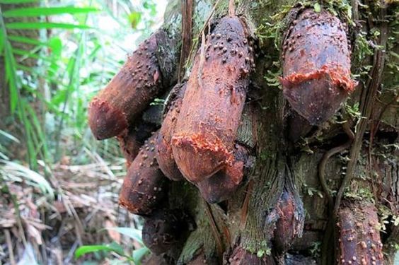 Natural Formation Takes On Phallic Resemblance, Eliciting Discomfort Among Onlookers - Amazing Nature