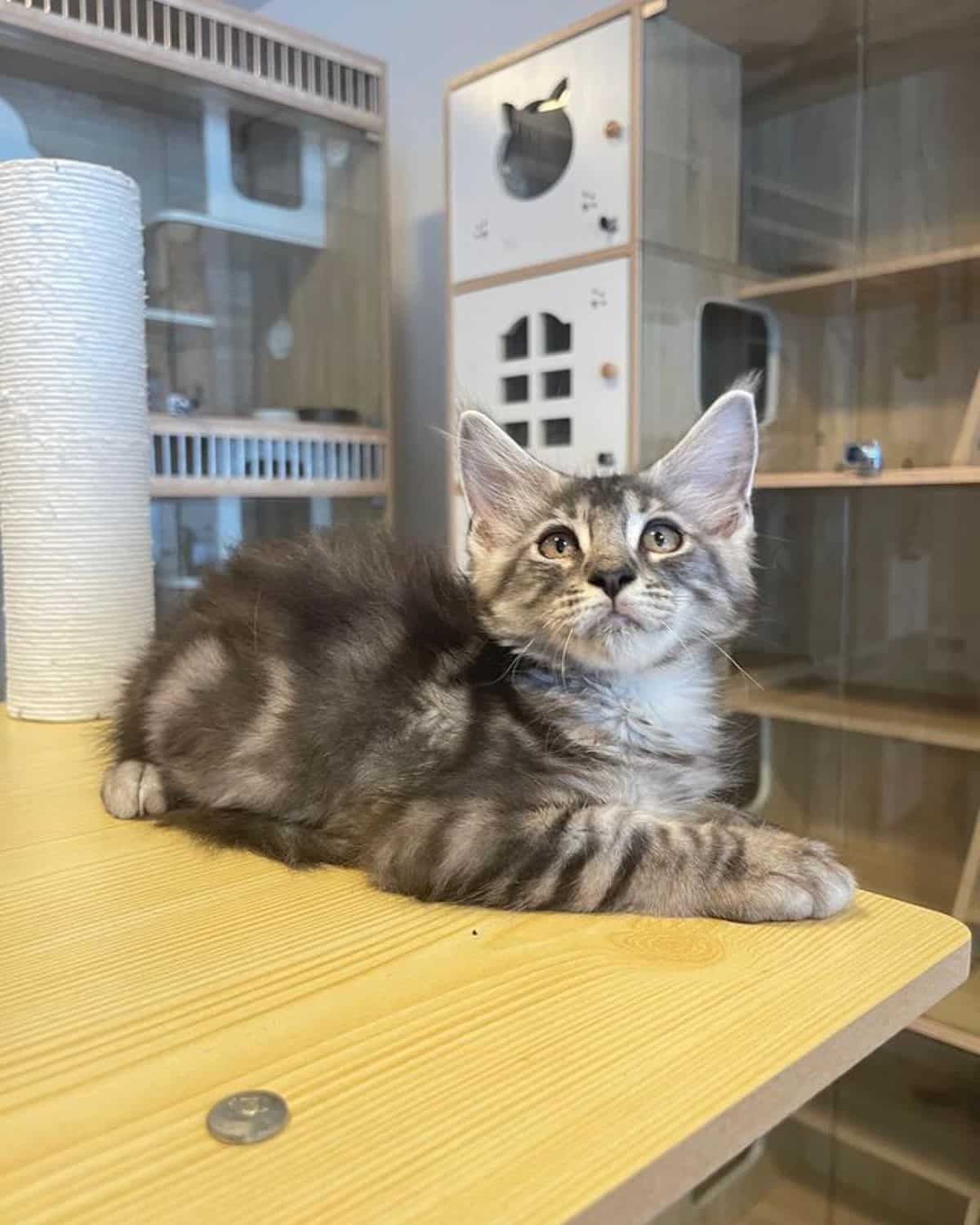 "Adore These 17 Charming Maine Coon Cats with Silver Tabby Fur" - yeudon