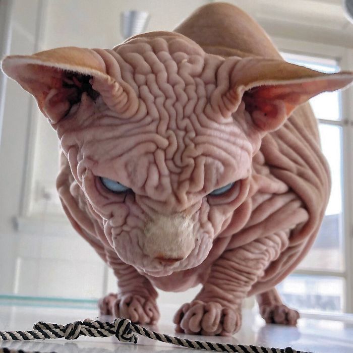 The Surprisingly Sweet Personality Behind the Extra-Wrinkly, Intimidating Appearance of This Feline - yeudon