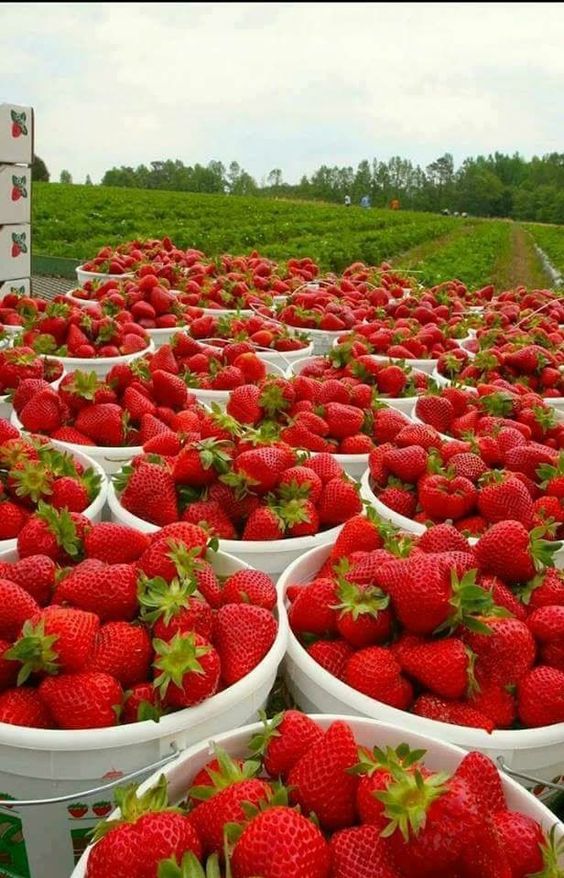 Stories Of Endurance And Passion: Delving Into The Enchanting Universe Of Strawberries - Nature and Life