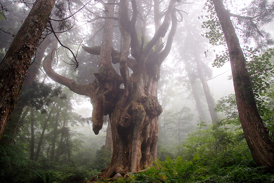 This is an old cedar tree about 800 years old