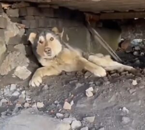 Resilient Husky's Struggle: Surviving Beneath Train Rails in a Desperate Fight for Survival