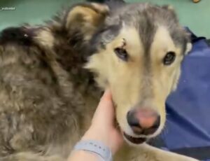 Resilient Husky's Struggle: Surviving Beneath Train Rails in a Desperate Fight for Survival