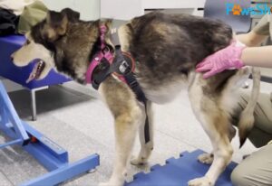 Resilient Husky's Struggle: Surviving Beneath Train Rails in a Desperate Fight for Survival