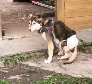 Resilient Husky's Struggle: Surviving Beneath Train Rails in a Desperate Fight for Survival