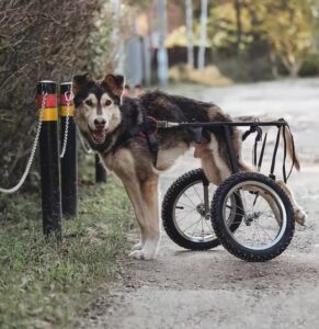 Resilient Husky's Struggle: Surviving Beneath Train Rails in a Desperate Fight for Survival