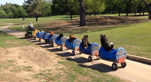 "Elderly Visionary Creates Dog Train for Whimsical Adventures with Rescued Canine Companions"