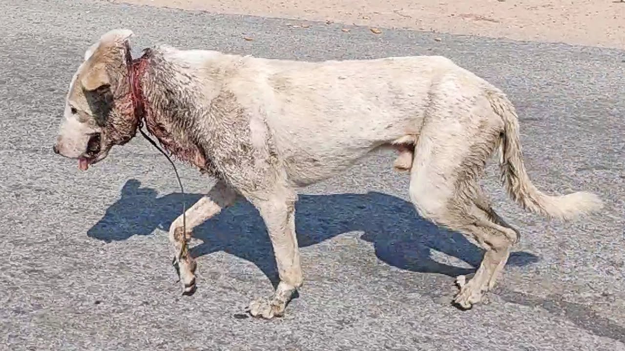 Witness the distressing sight of an injured dog, running in pain and confusion, underscoring the need for compassion and care. – News Vaults