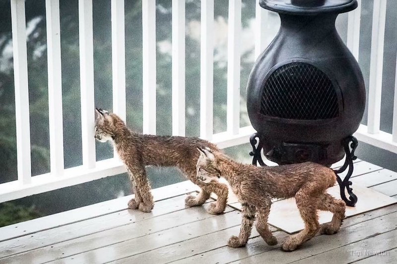 Alaskan Man Wakes Up To Find Lynx Family Playing On His Porch