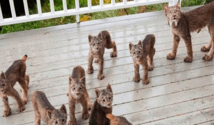 Alaskan Man Wakes Up To Find Lynx Family Playing On His Porch