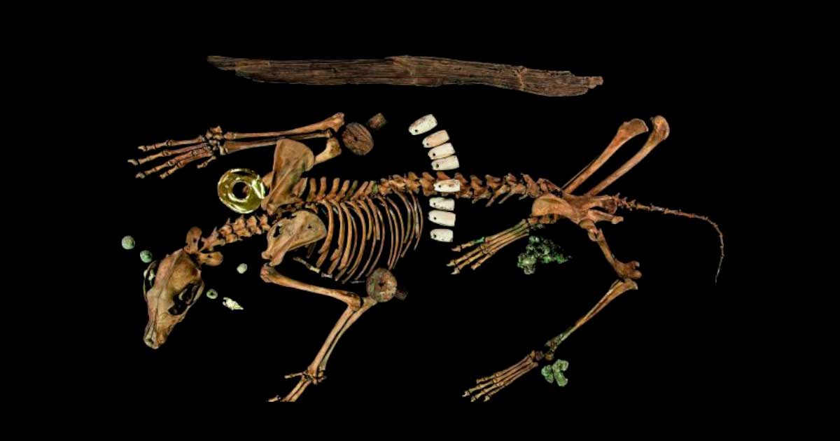 Sacrificed Animals Dressed as Warriors Point to Tomb of Aztec King - T-News