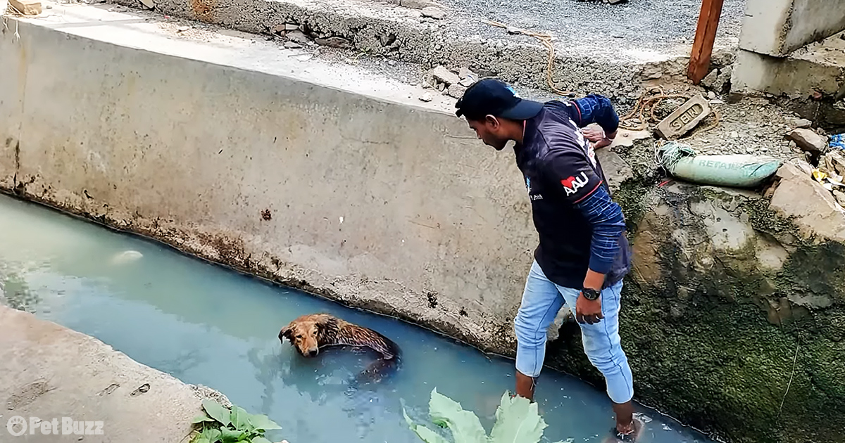 The Incredible Rescue of a Paralyzed Pooch from a Drain. – Puppies Love