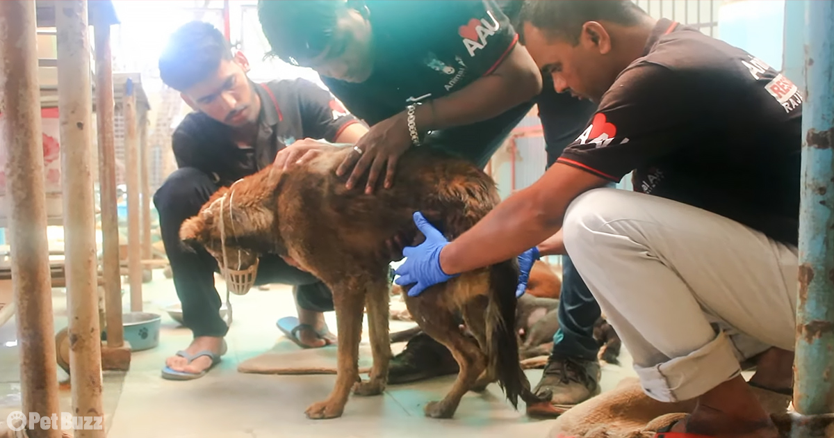 The Incredible Rescue of a Paralyzed Pooch from a Drain. – Puppies Love