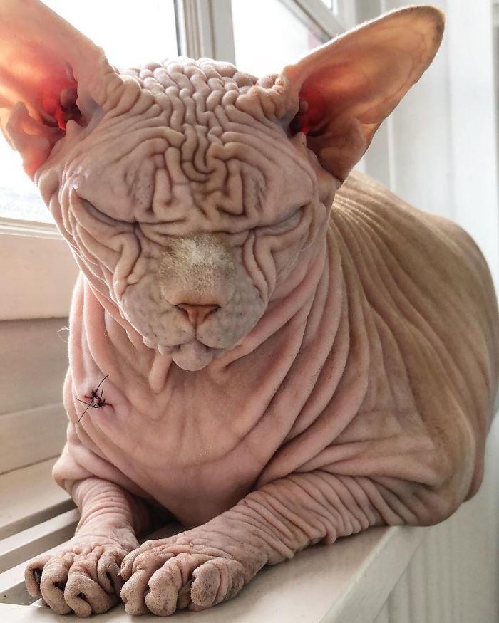 The Surprisingly Sweet Personality Behind the Extra-Wrinkly, Intimidating Appearance of This Feline - yeudon