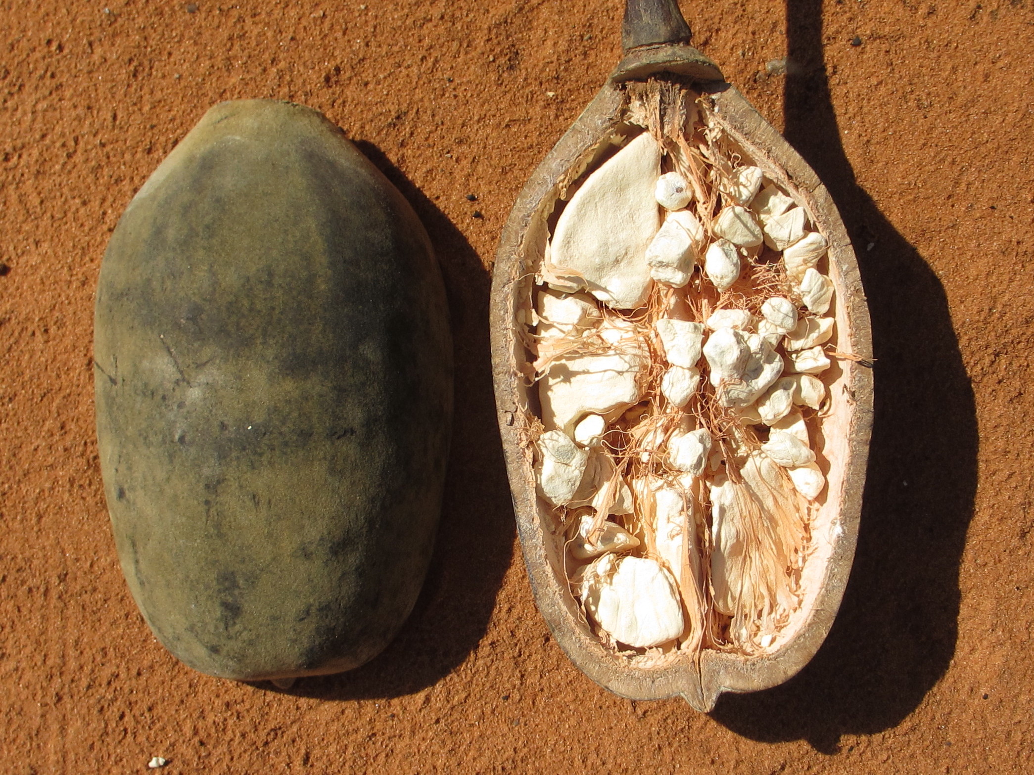 Exploring The Nutritional Riches Of Baobab Fruit: Nature's Treasured Gift from The African Savanna - Amazing Nature