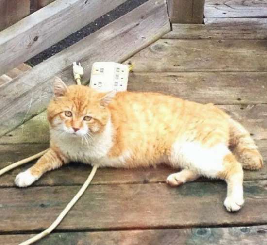 Barely Hanging On A Three-Legged Cat Returns To The House Where He Was Once Shown Kindness