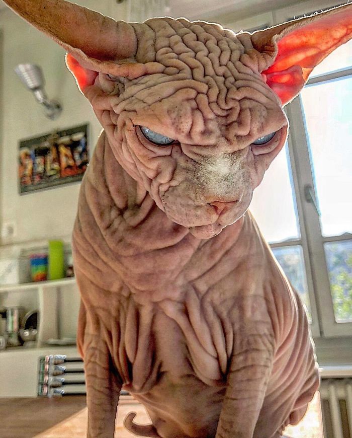 The Surprisingly Sweet Personality Behind the Extra-Wrinkly, Intimidating Appearance of This Feline - yeudon