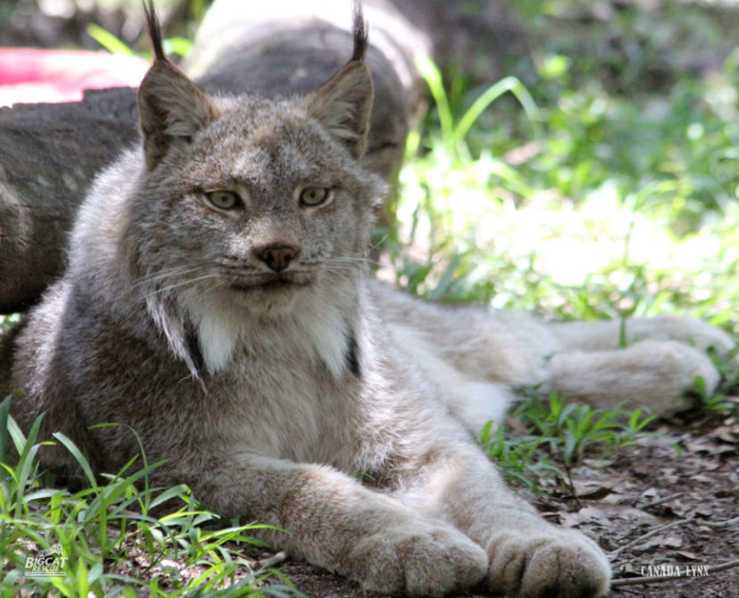 "The Fabled Lynx: A Remnant of Britain's Once Roaming Big Cats" - yeudon