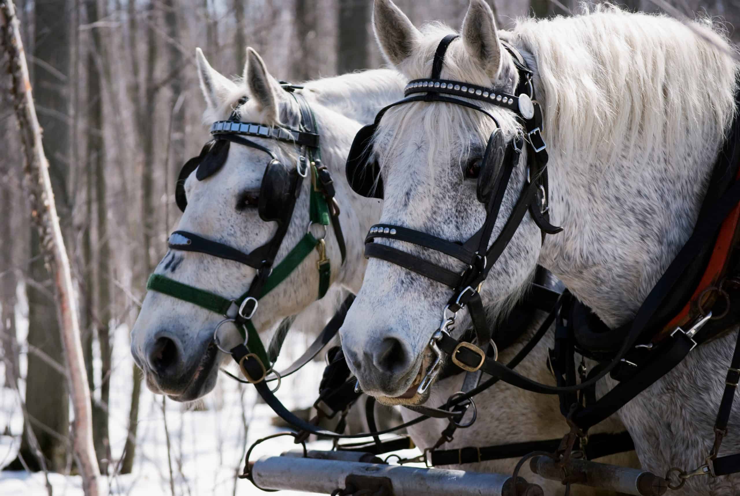 Unveiling the History of Percherons: Majestic Cold-Blooded Giants (Video)