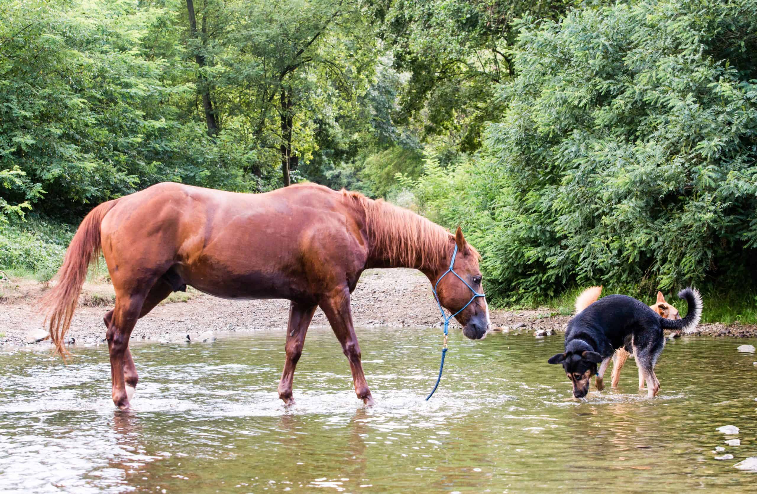 Comparing Intelligence: Are Horses Smarter Than Dogs? (Video)