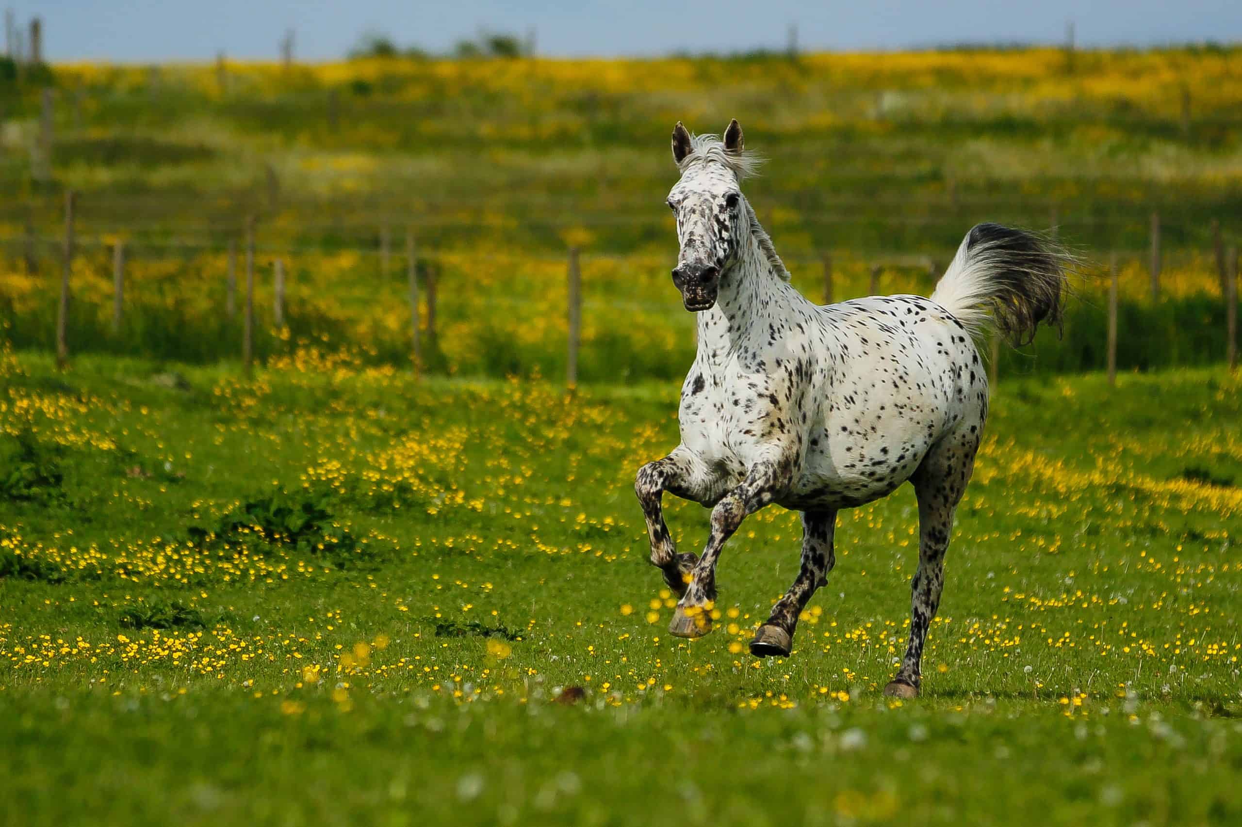 Knabstrupper im freiem Galopp - Horse