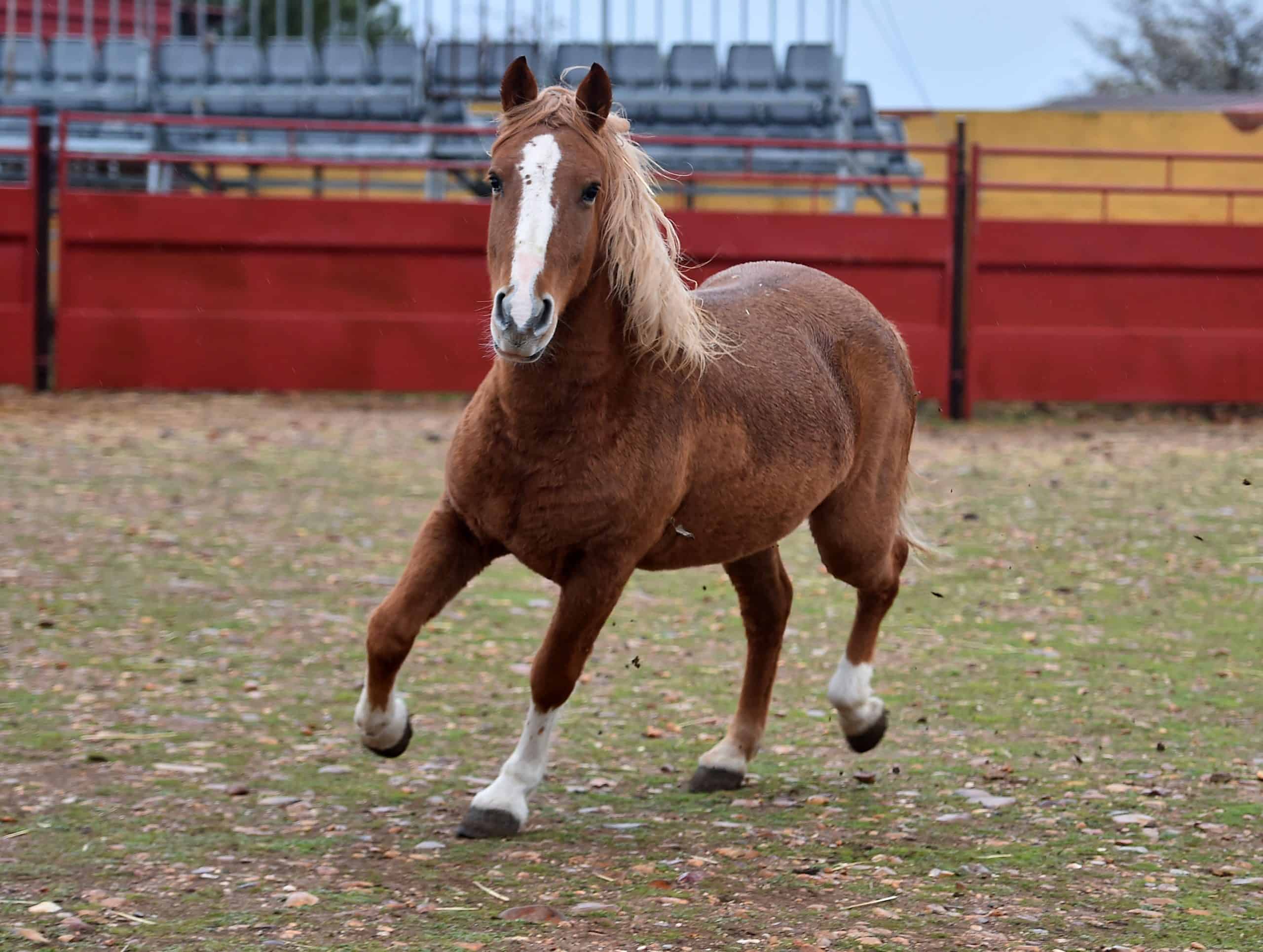 Unveiling the History of Percherons: Majestic Cold-Blooded Giants (Video)