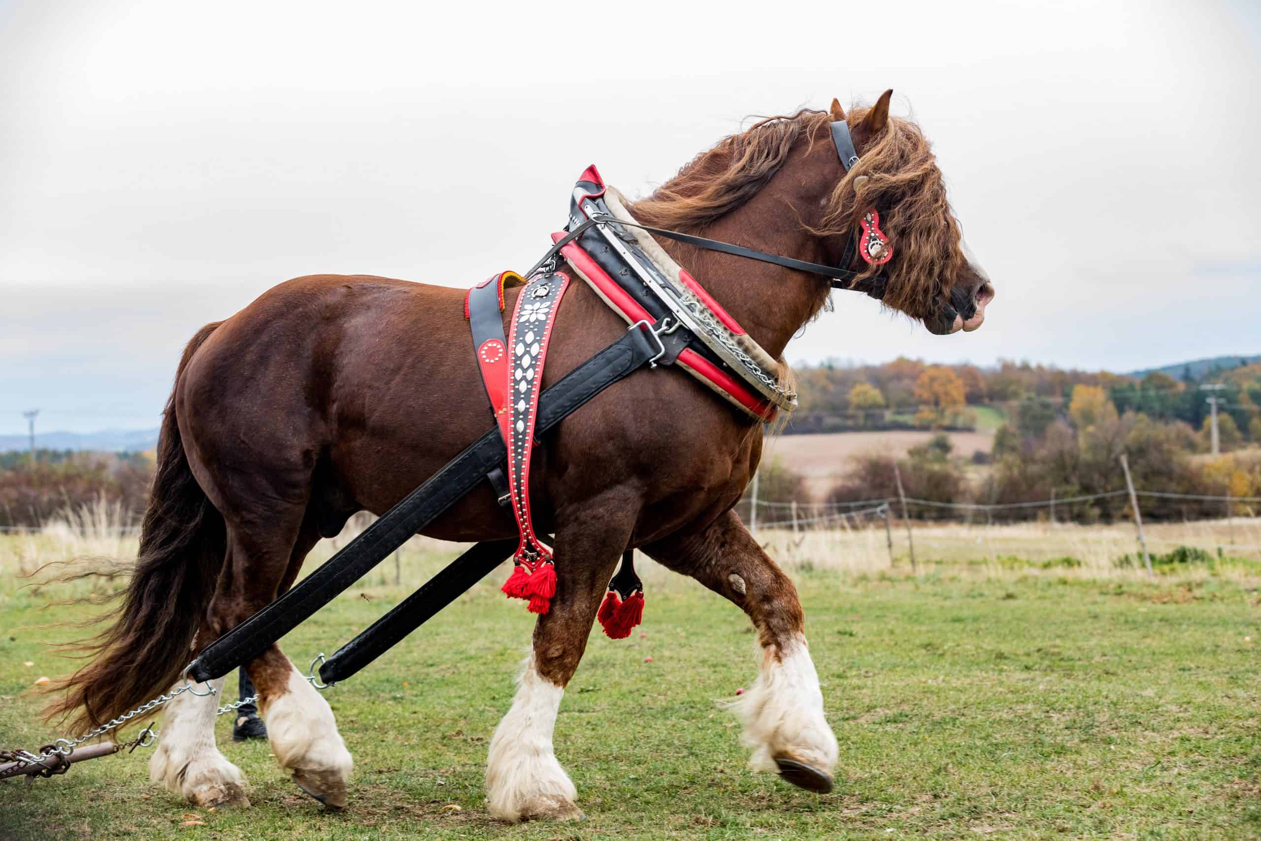 Unveiling the History of Percherons: Majestic Cold-Blooded Giants (Video)