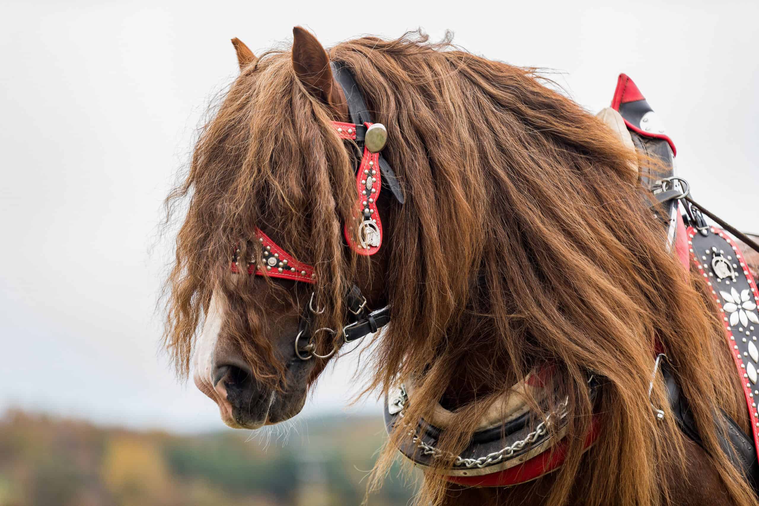 Unveiling the History of Percherons: Majestic Cold-Blooded Giants (Video)