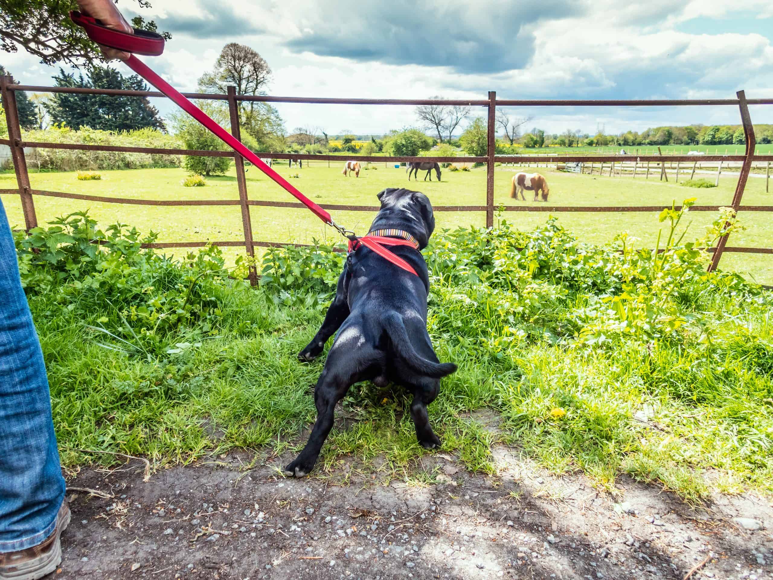 Comparing Intelligence: Are Horses Smarter Than Dogs? (Video)