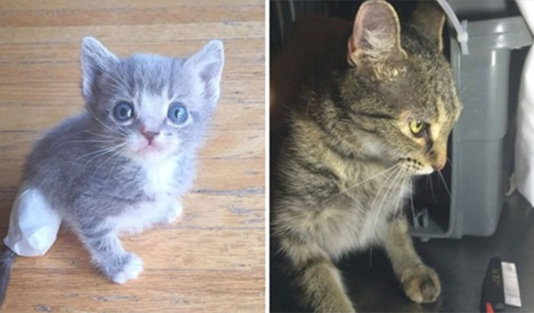 Cat Mom Begs Her Rescuer To Let Her Out So She Can Lead Her To Her Injured Baby