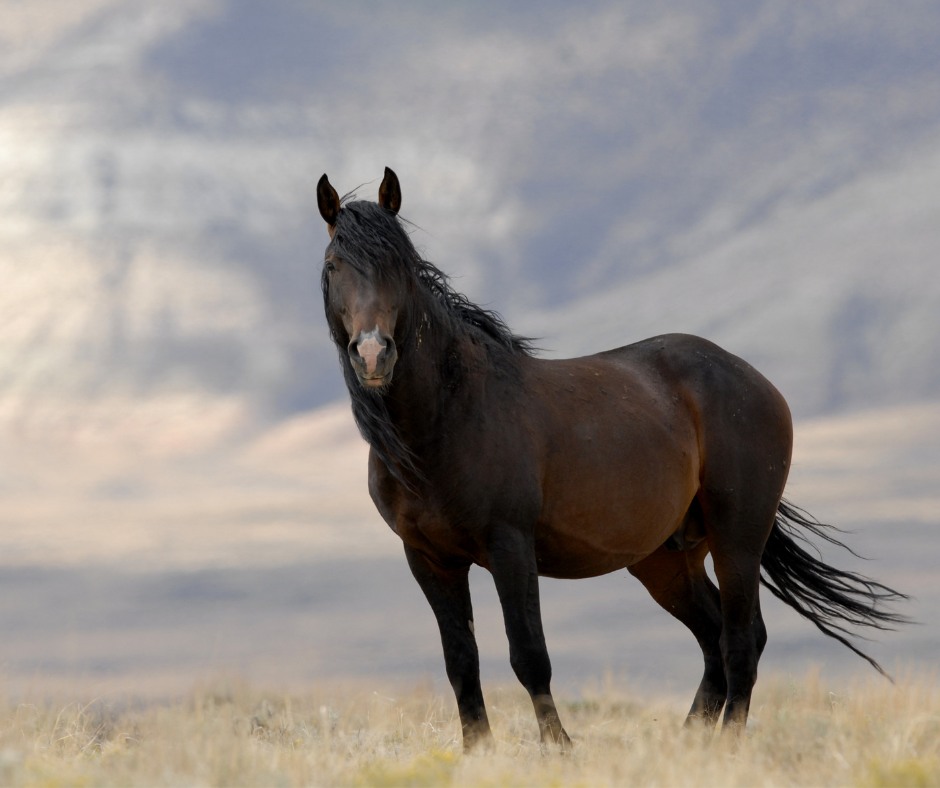 America’s Wild Horses: A Looming Threat to an Iconic Species (VIDEO)