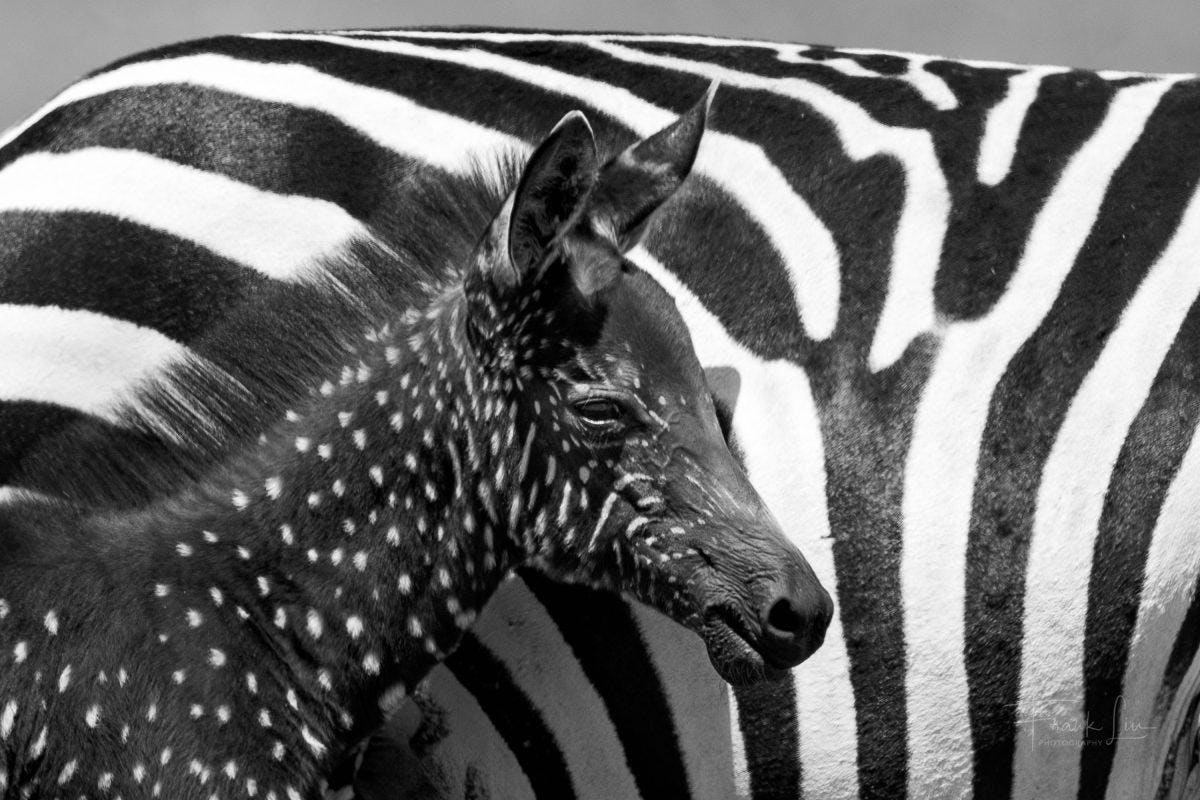 Rare Sighting: Capturing the Extraordinary Spotted Zebra Foal in Kenya (Video)