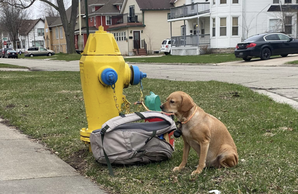 A dog found tied to a hydrant with a bag of favorite things is now doing great, demonstrating the positive impact of rescue and second chances. – News Vaults