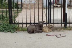 Thrown away like trash: Bonded and loyal dogs snuggled together in the cold waiting for their family to return