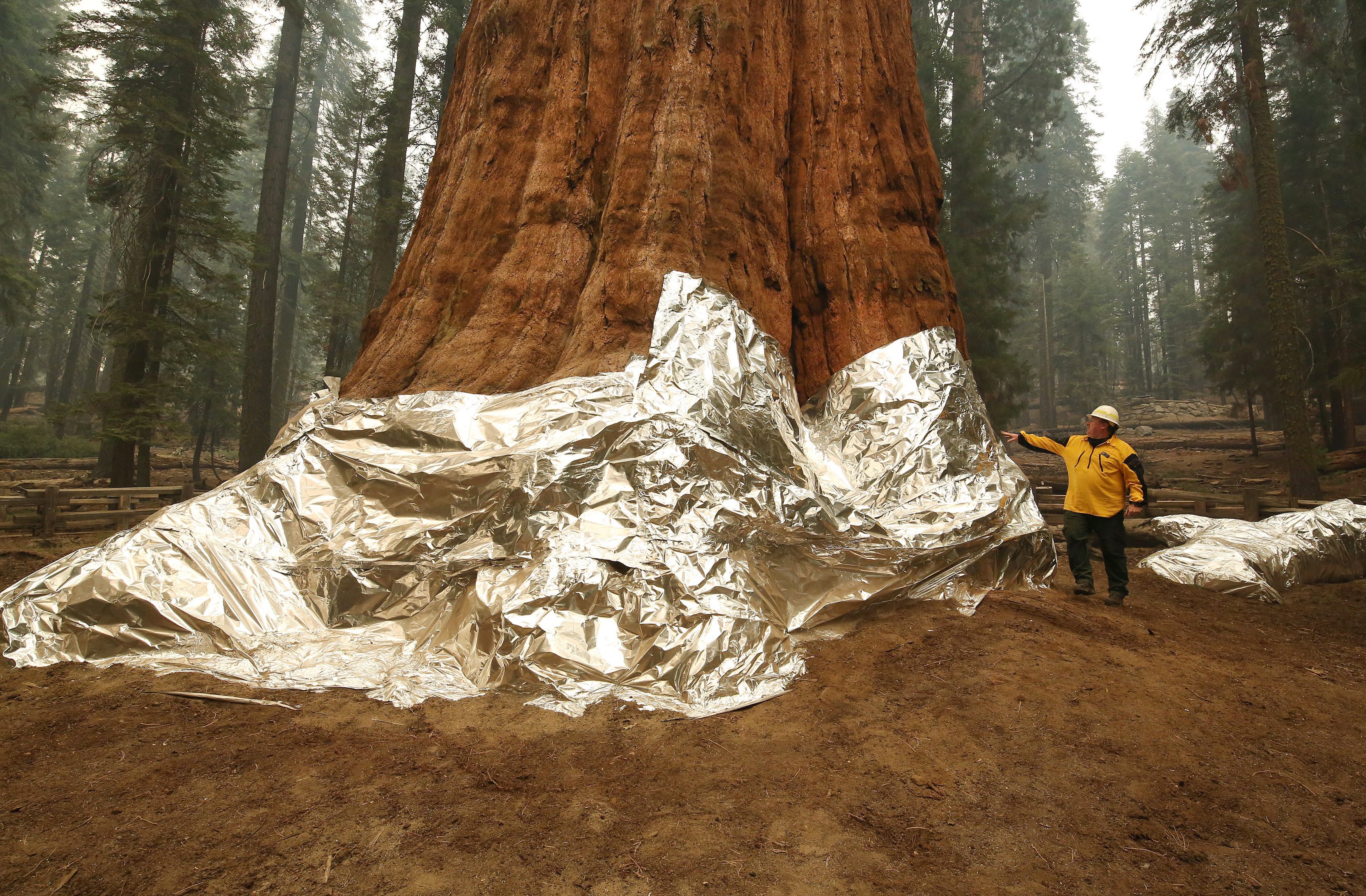 Revealing The Marvels Of Giant Sequoias: Earth's Majestic Living Titans Unveiled - Nature and Life