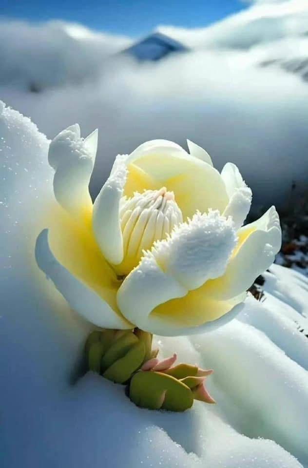 Unveiling The Enigma Of The Snow Lotus: A Rare Blossom That Awakens Once Every 7 Years In Tibet - Nature and Life