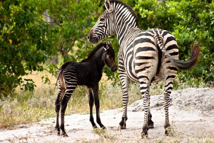 Rare Sighting: Capturing the Extraordinary Spotted Zebra Foal in Kenya (Video)