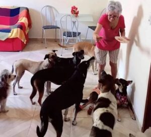 Dogs Throw The Most Adorable Party For Grandma’s 89th Birthday