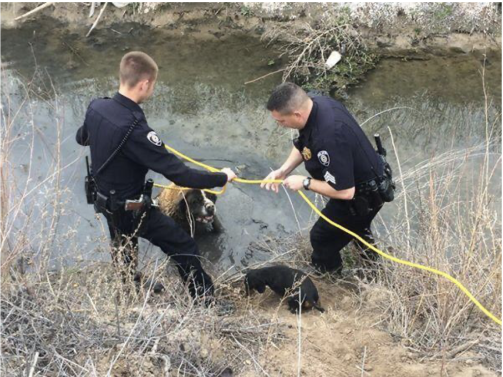 A heroic Dachshund comes to the rescue of a St. Bernard, showcasing the bravery and courage that can be found in dogs, regardless of their size. – The Red Donkey