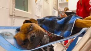 Heartbreaking Scene of Dog Diagnosed with Four Terrible Diseases Lying Helplessly on the Ground Evokes Tears