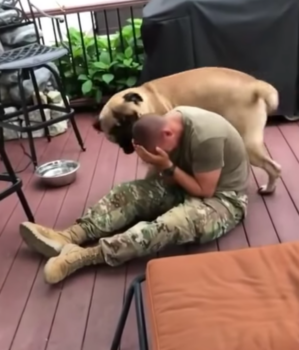 Affectionate Bullmastiff Becomes Overwhelmed with Emotion as His Military Owner Reunites with Him at Home