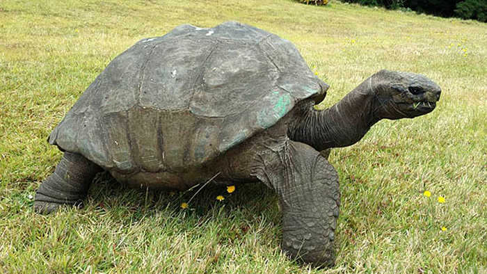 Jonathan, A 189-Year-Old Tortoise, Was Photographed In 1902 And Is Still Alive Today